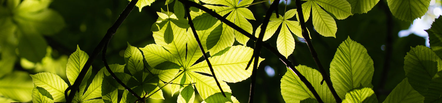 An image of leaves on a tree.