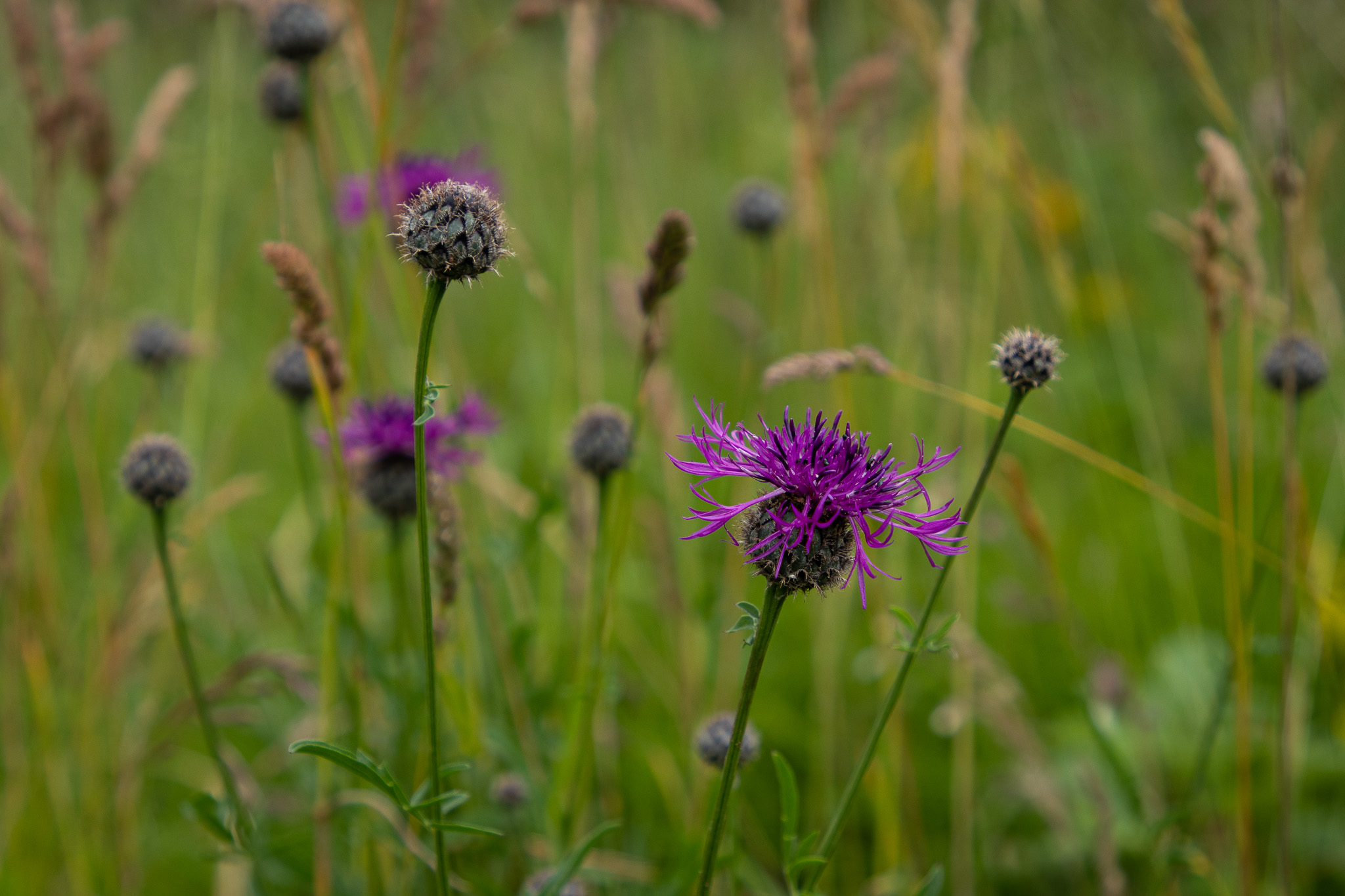 Net Benefit for Biodiversity (NBB) Image