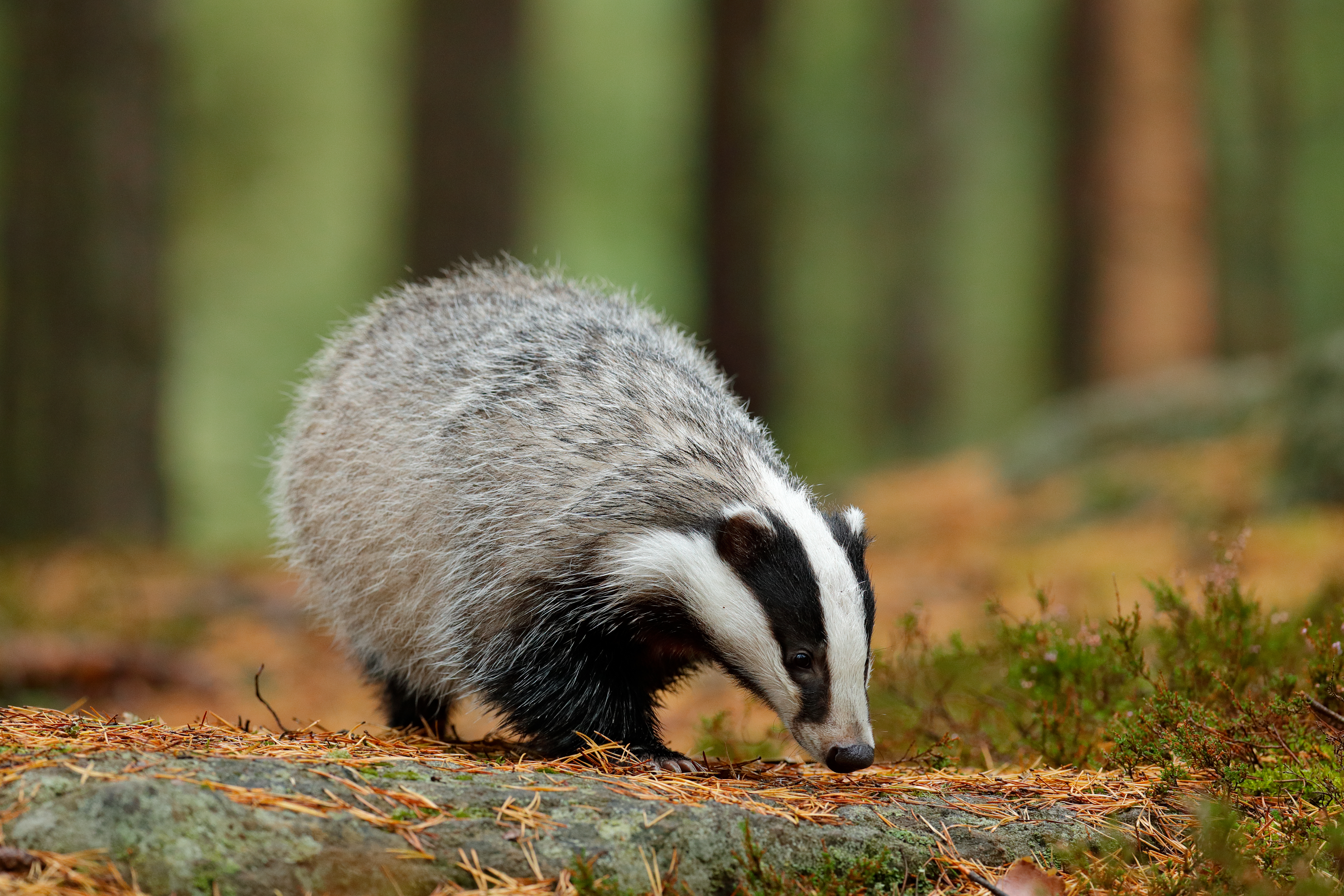Badger Surveys Image